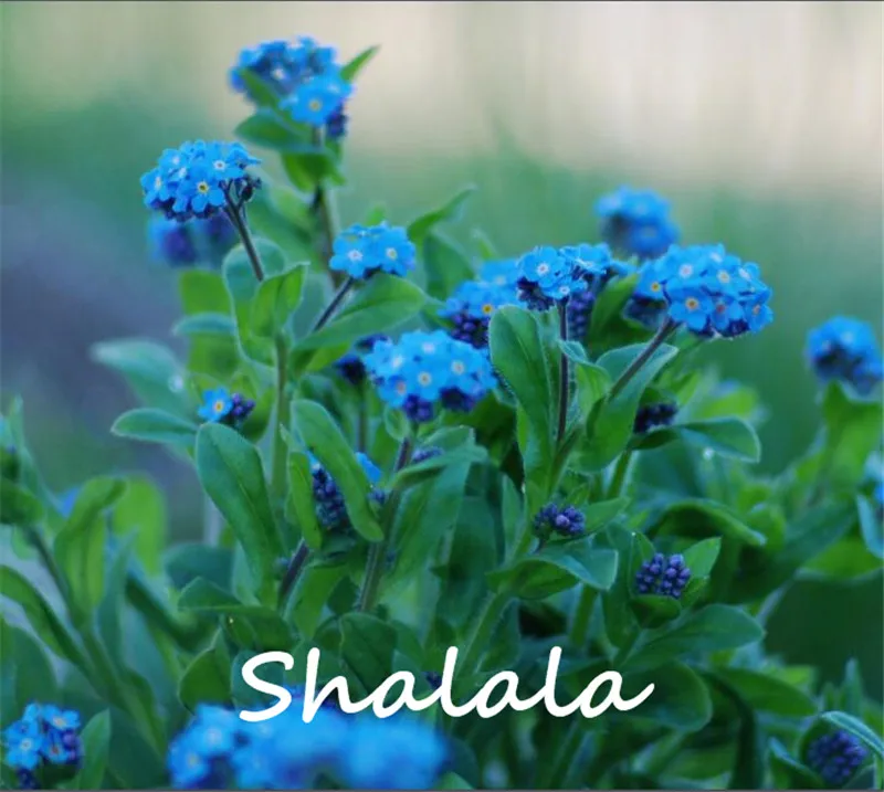 

Suprise! 100 Pcs Skyblue Forget-me-not flower Sea Lavender Live Plant Bonsia plant Bonsai Balcony Plant Easy to Grow