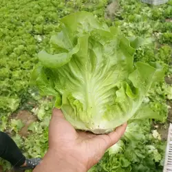 Новый 1000 шт. греческий салат бонсай хороший вкус, легко выращивать, большой салат, DIY домашние растения в горшках, Органические Растительные
