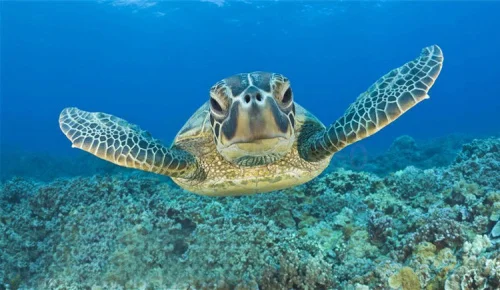 Gopro Hero 5 защитный чехол Водонепроницаемый Корпус В виде ракушки кронштейн 45 м Дайвинг УФ фильтр объектива