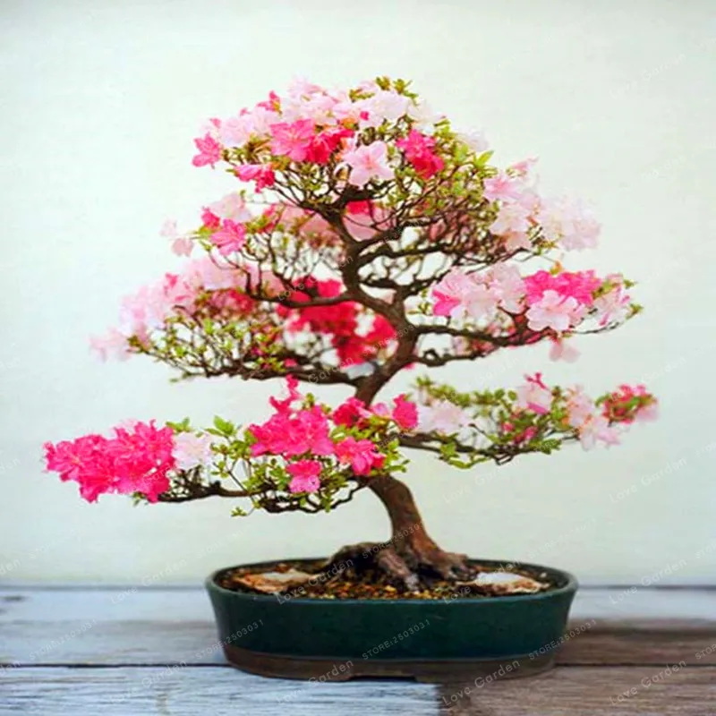 Rare Sakura Bonsai Flower Cherry Blossoms Tree Cherry Blossom Bonsai Plants For Home Garden Bonsai 10 Pcs Rare Sakura Bonsai Flower Cherry Blossoms Tree Cherry Blossom Bonsai Plants For Home Garden Bonsai 10 Pcs
