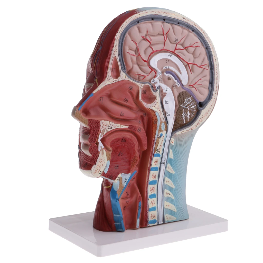 Median Section Of 1:1 Lifesize Human Head & Neck & Superficial Muscle Nerve Model Educative Learning Resources Lab Supplies
