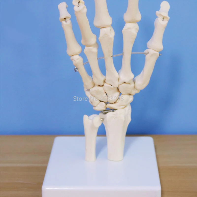 Life Size Human Hand Joint Anatomical Skeleton Model Medical Science Health Life Useful For Medical Teaching Supplies