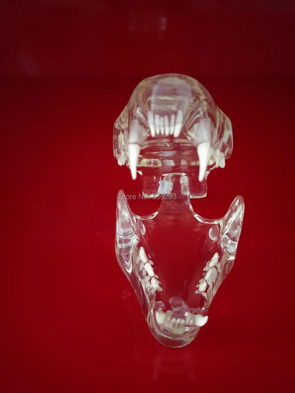 

Feline Jaw and teeth brain for sale CLEAR medical Anatomy Anatomical meridian surgery Model skeleton shadow esqueleto anatomia