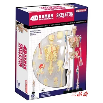 

HUMAN SKELETON MODEL CONSISTS OF 46 PARTS PAINTED MUSCLE ORIGINS AND INSERTIONS