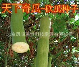 

Cut Melon bonsai 20pcs Hot Organic Vegetable bonsai