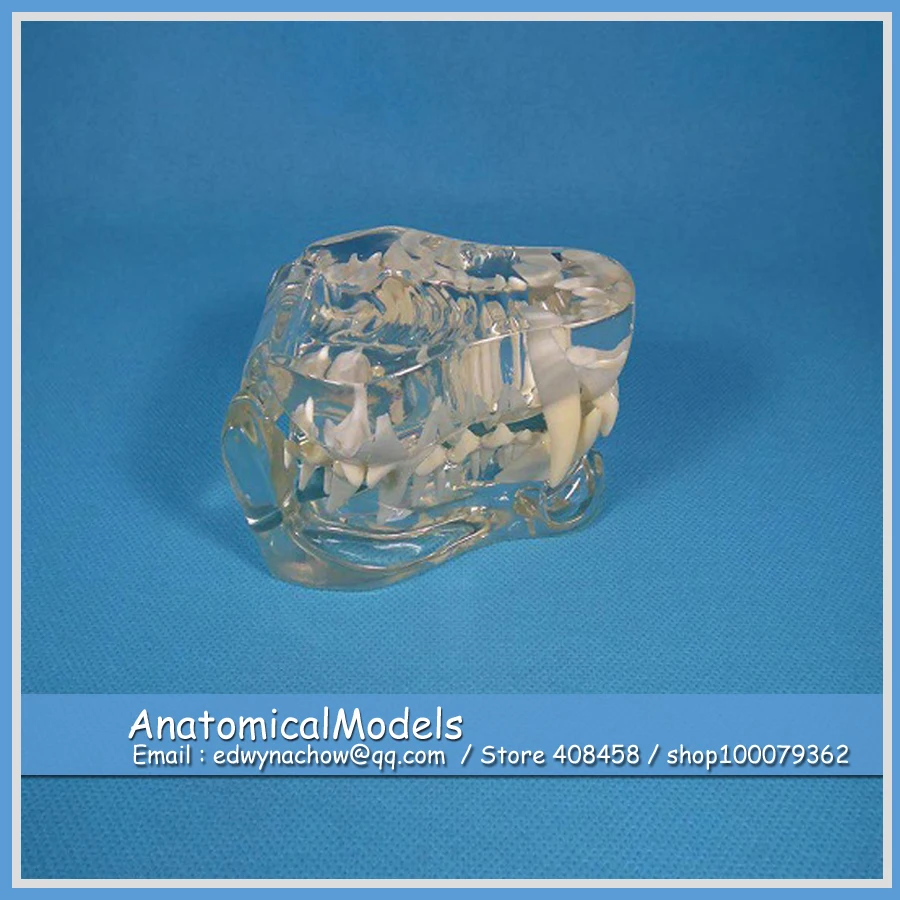 

CMAM-A15 Wholesale Transparent Cat Teeth Model, Healthy Cat Tooth Root Study Model