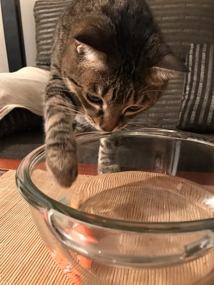 UT80BR0X1pXXXagOFbXd