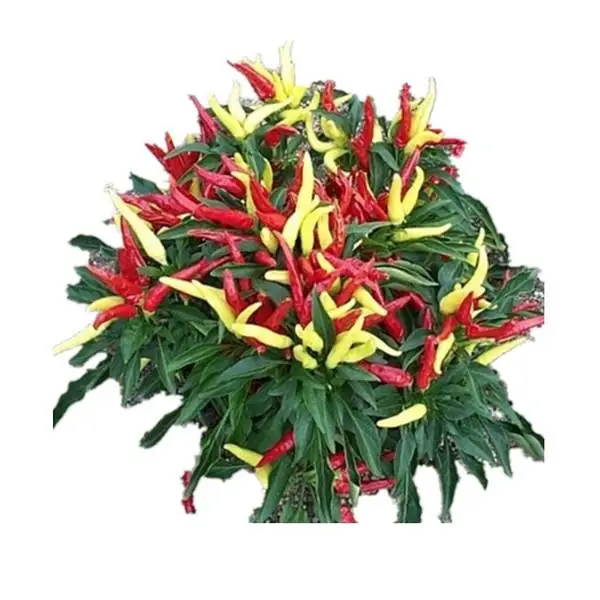 200pcs Hot Pepper Capsicum annuum Ornamental Chili Seedss, plants vegetables food Mini Hot Pepper plants