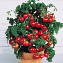 200 pcs Rushed New Outdoor Plants Promotion Garden tomato seed Potted Bonsai Balcony fruit Vegetables seed