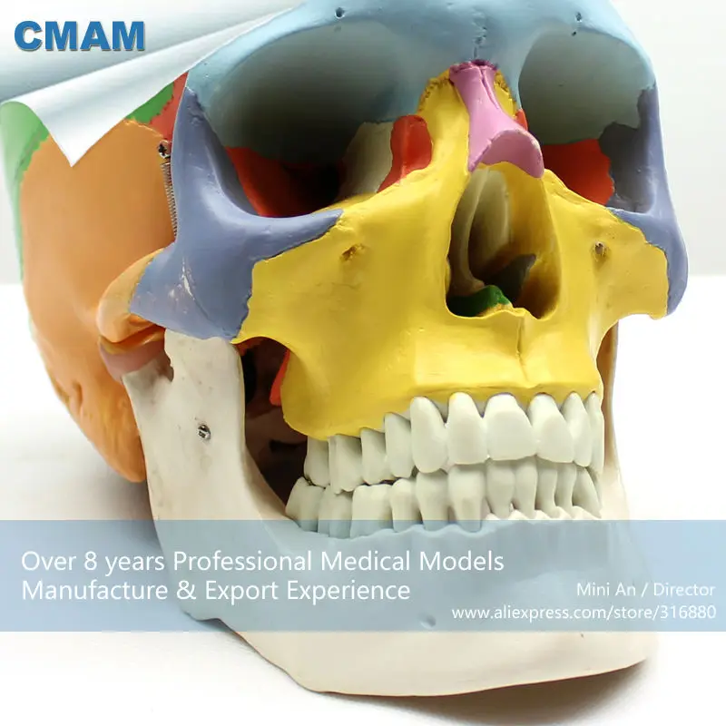 CMAM/12333 череп, цветной, пластиковый череп медицинский анатомический модель