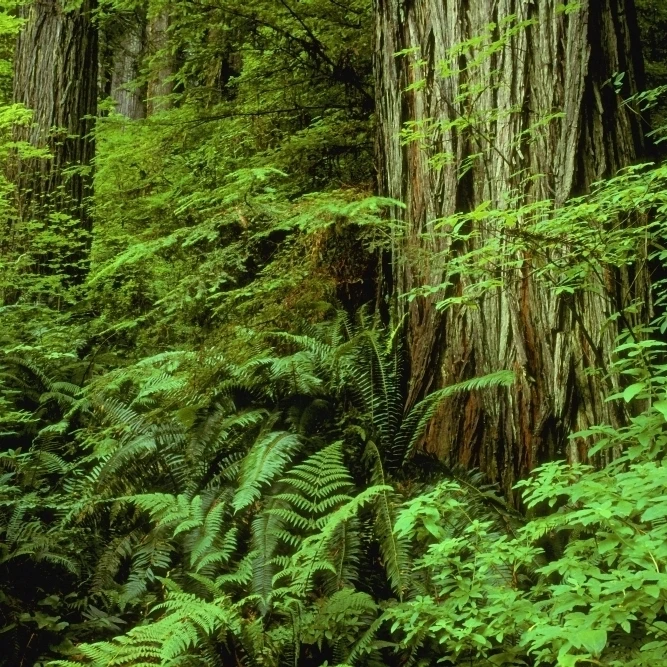 Large Tree Trunks And Forest Floor Poster Print (17 x 11)