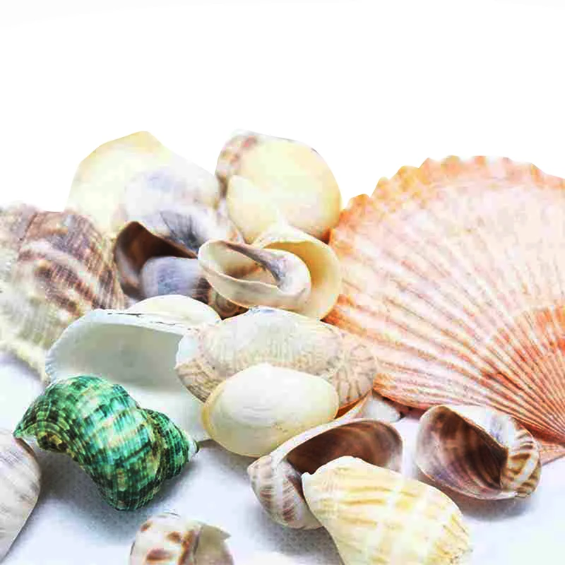 100g/120g морской аквариум стиль раковины/Decoration6613 части ракушки для украшения стены аквариум