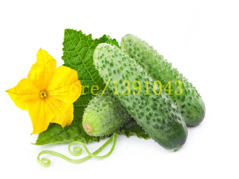 50pcs/bag mini cucumber Bonsai,Miniature cucumber,Organic fruit vegetable Plantas,miniature garden,rare plants for ho