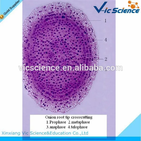 

5pcs/set plant mitosis slides set of onion root tip for microscopes