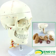 ENOVO череп модель медицинский человек. Череп и мозги Модель 1:1 Анатомия головного и Отдела нейрохирургии