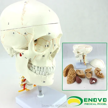 

ENOVO Skull model of medical human.skull brain model 1:1 anatomy of brain and Department of Neurosurgery