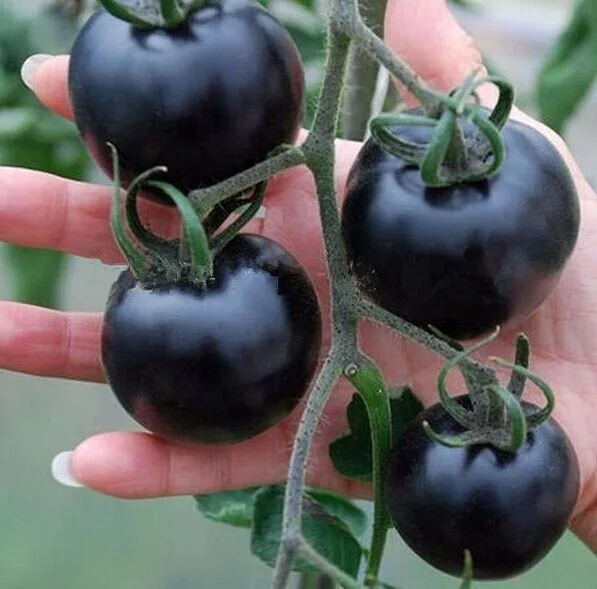200pcs/bag Black Tomato Seeds