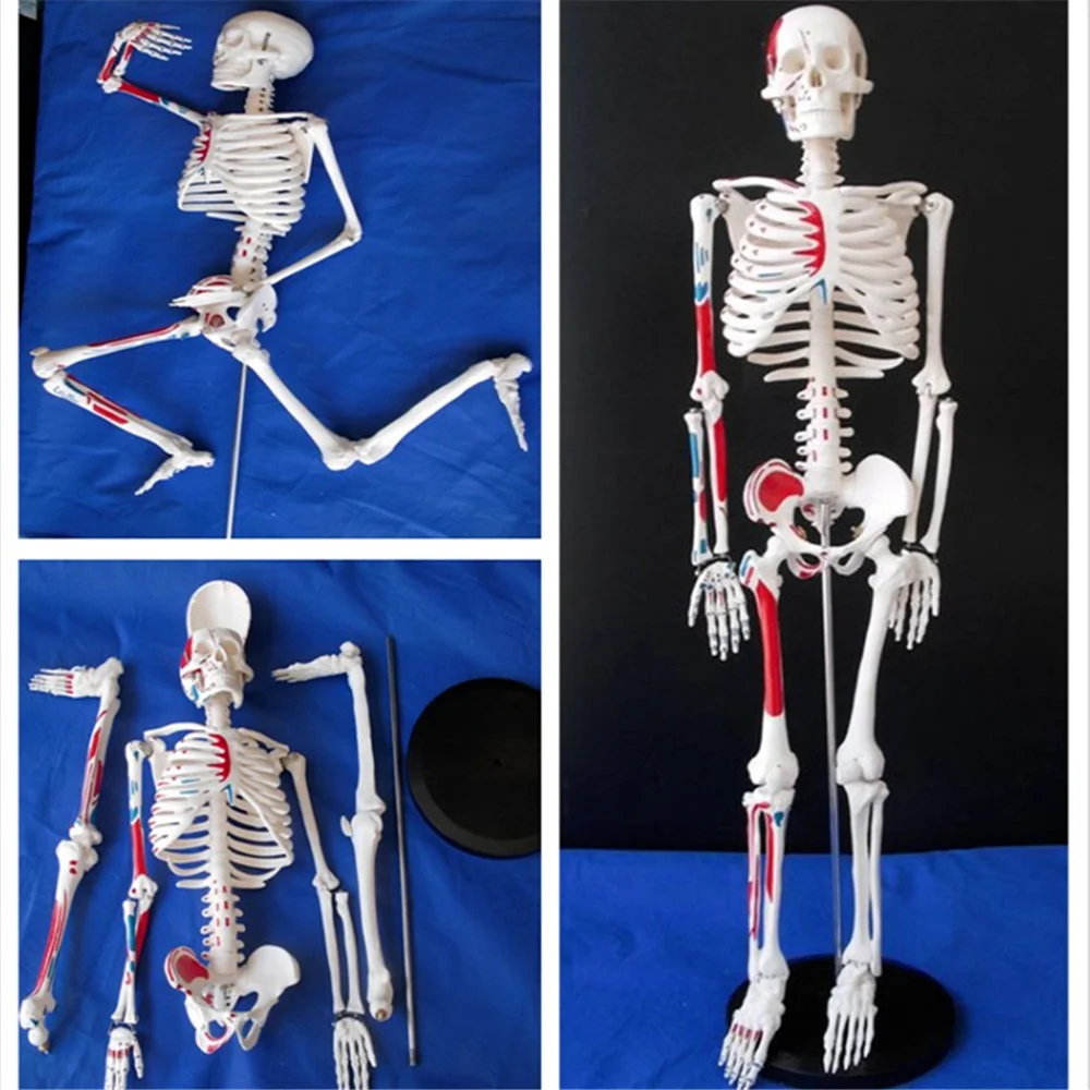 

85CM Human Muscular Skeleton Model Muscle Painted Numbered Anatomical Skeleton Model Medical Learn Aid