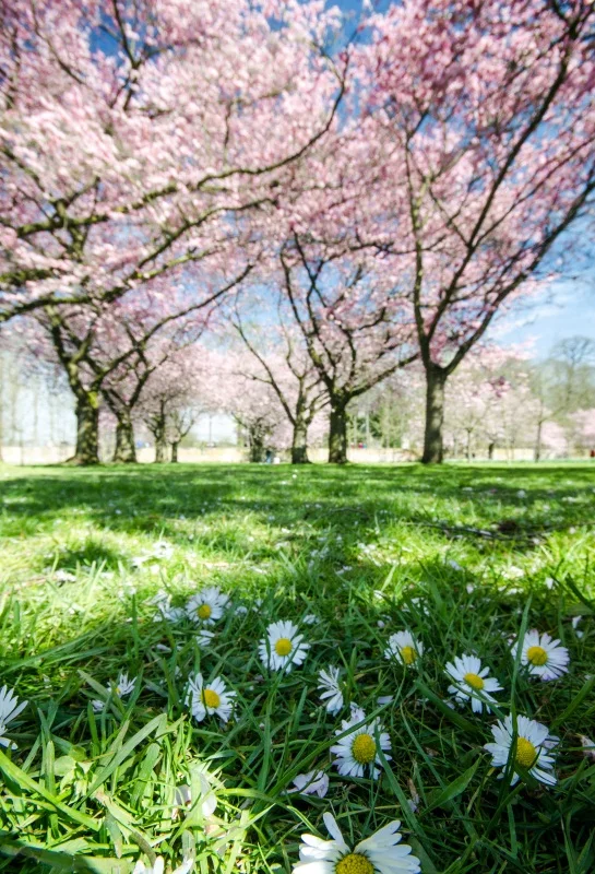 

Laeacco Spring Flowers Grassland Bokeh Trees Scenic Photography Backgrounds Customized Photographic Backdrops For Photo Studio