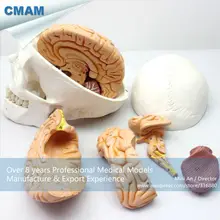 CMAM-SKULL01 Brain Removable Human Skull Anatomical Education Models
