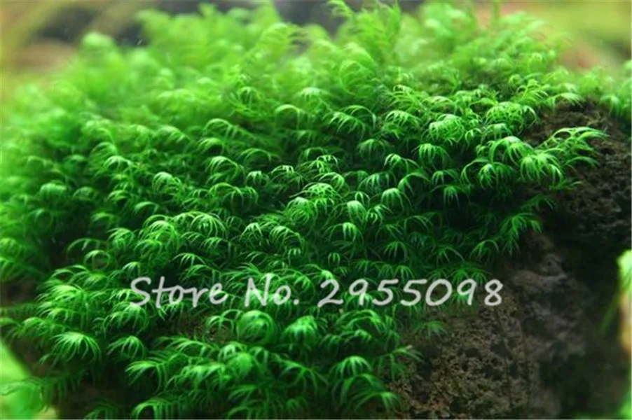 1d6ef962afcffc8e772738ec82dd50b4