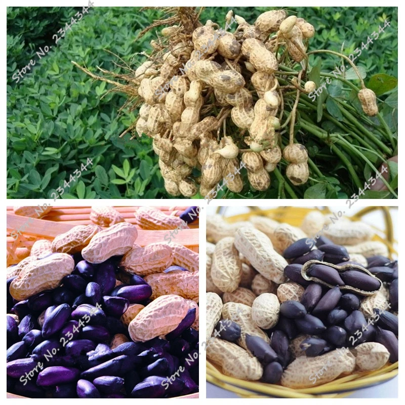 Compare Prices on Peanut Planting Online Shopping/Buy Low Price Peanut