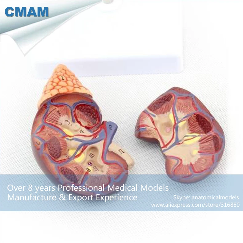 adrenal gland on top of kidney adrenal gland on top of kidney