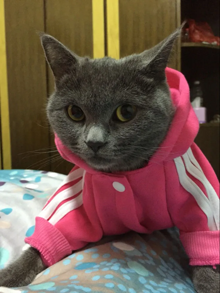 Модная одежда для кошек, куртки для кошек, куртки для кошек, толстовки для собак, теплая одежда для домашних животных, британский короткий костюм для кошек, A-278