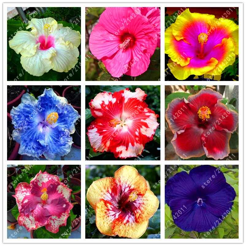 100pcs/bag hibiscus flower seeds giant hibiscus seed bonsai flower