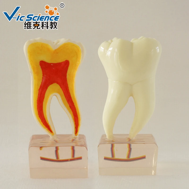 6 раз Анатомия зубы модель/Стоматологическая модель