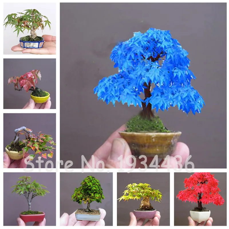 

100 Pcs Mini Maple tree Bonsai Finger Shrub Perennial Grove Plant DIY Home Garden Japanese Maple Balcony Terrace Natural Growth