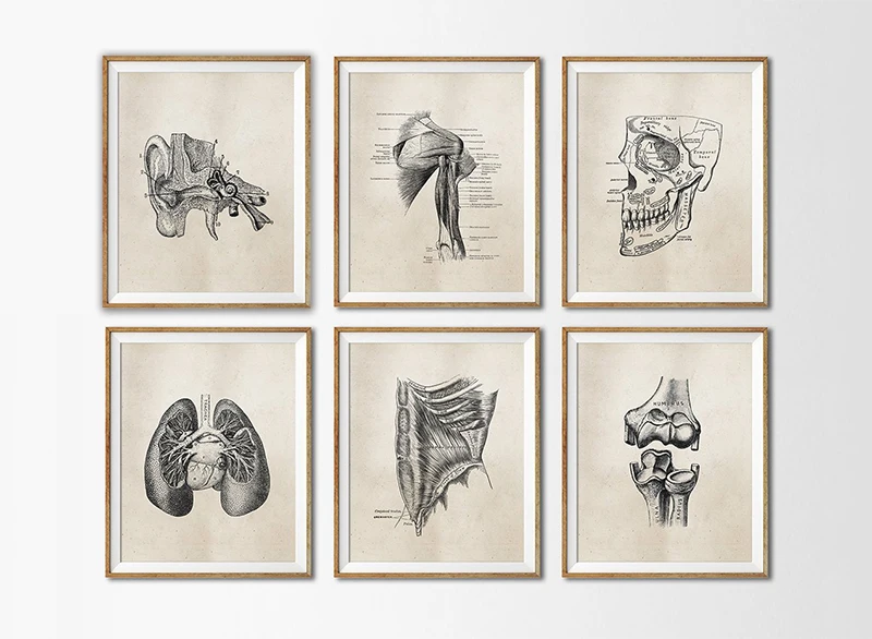 Human Anatomy Art Print Office Decor