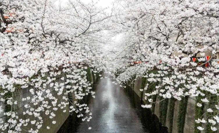 

Simple European style 3d Wallpaper Landscape Cherry blossoms Room Wallpaper Mural Nonwovens 3d Background Home Decor