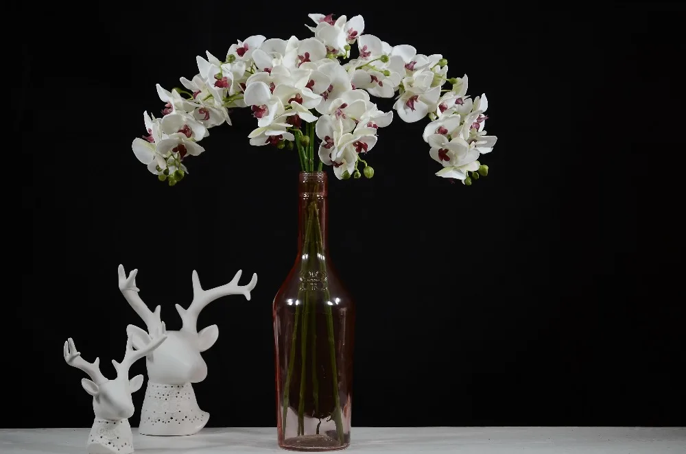 Phalaenopsis Orchid16