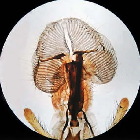 proboscis