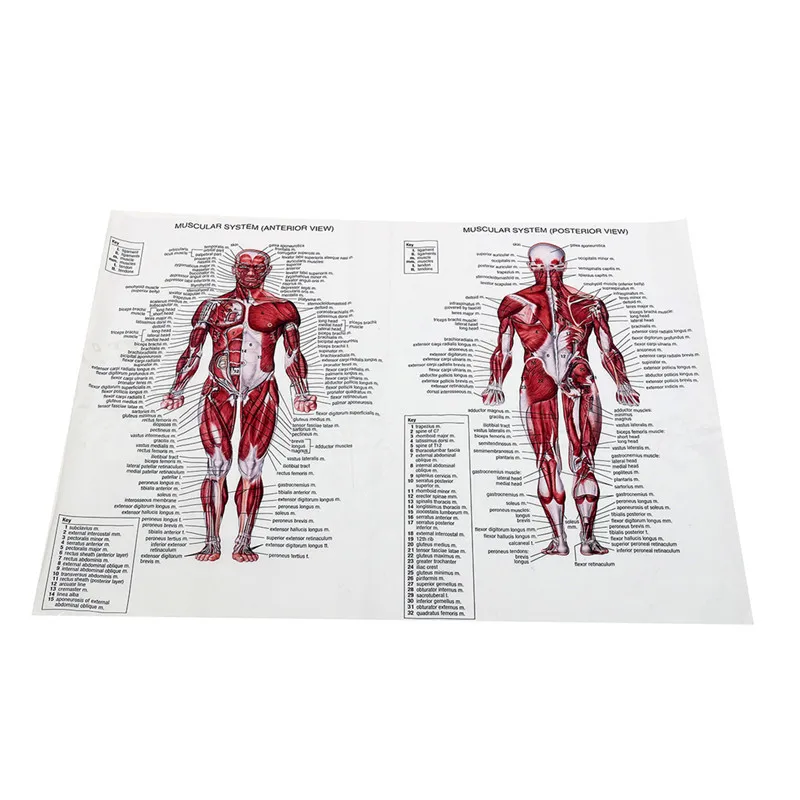Мышцы плакаты с системой шелковая ткань изображение человеческого тела анатомическая диаграмма медицинские товары учебных ног для здравоохранения