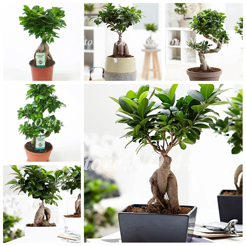 

50 pcs/ bag Ficus Lyrata Bonsai Tree, Potted Balcony Banyan Tree Leaf Bonsai Garden Plants, Anti-Radiation, Purify The Air