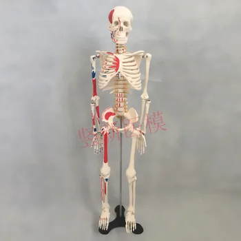 

Human skeleton model 85CM skeleton with Muscle and nerves mark educational model