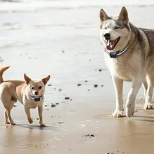 gps-локатор для домашних животных, водонепроницаемый, анти-потеря, отслеживание в реальном времени, постионирующий ошейник для собак, кошек, LXY9 AP16