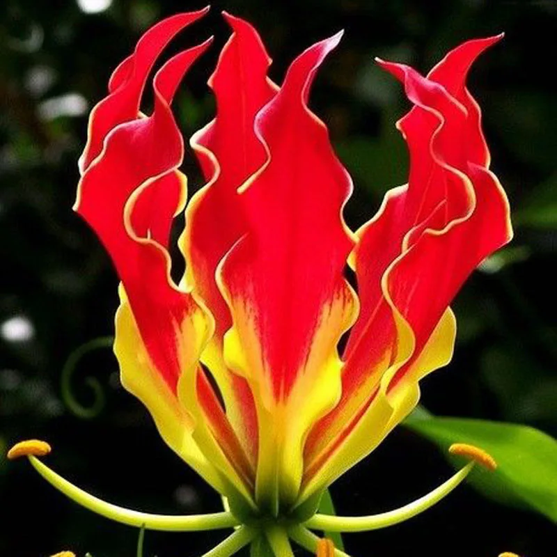 Garland Flame  50-Pieces-Garland-Flame-Lilium-brownii-Flower-Seeds-Balcony-Bonsai-Courtyard-Plant-Flowers-Lily-Seed