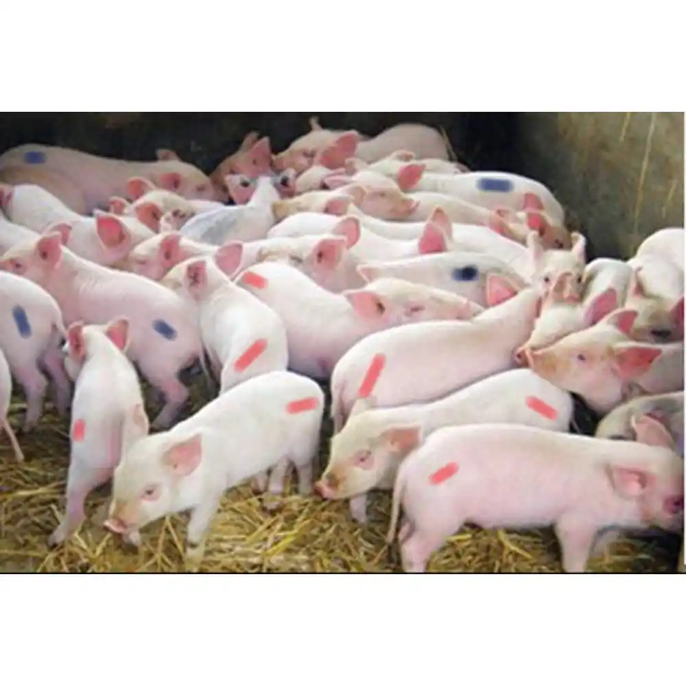 Howells animais de estimação fazenda crayon porco caneta marcador gado coelho ovelha cabra caneta marcador vermelho verde azul três cores