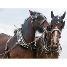 Cuadrado completo diamante 5D DIY diamante bordado pintura de caballo diamante Cruz stitch Diamante de imitación decoración de mosaico regalo YY(China)