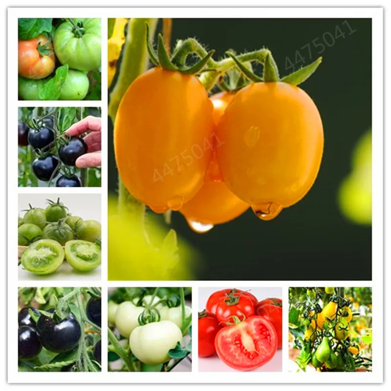 

100 Pcs/Bag Rainbow Sacred Tomato Bonsai, Rare Tomato Plant, Bonsai Organic Vegetable & Fruit Bonsai For Home Garden * Farm Plan
