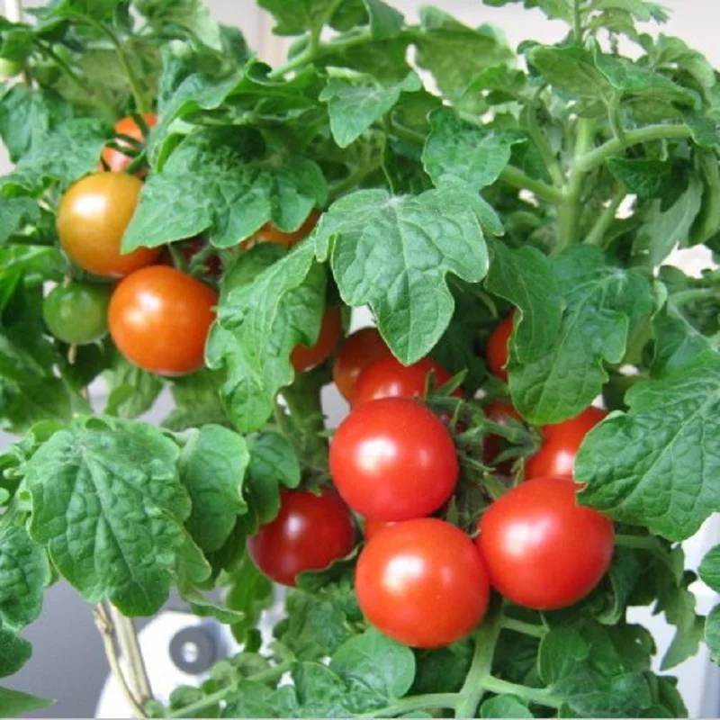 

Potted red potted tomato bonsais 200 Pcs Hot organic vegetable bonsais