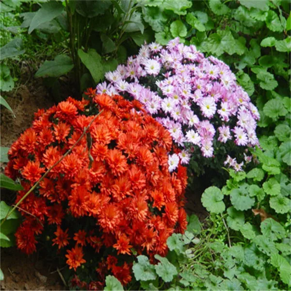 

Genuine!100pcs/bag Ground Cover Chrysanthemum bonsai Easy to Grow flower plant for Home Garden Bonsai Plants