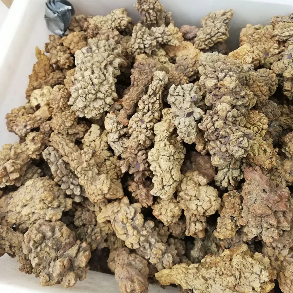 

Wholesale natural dinosaurs shit models fossil stone mineral LXM
