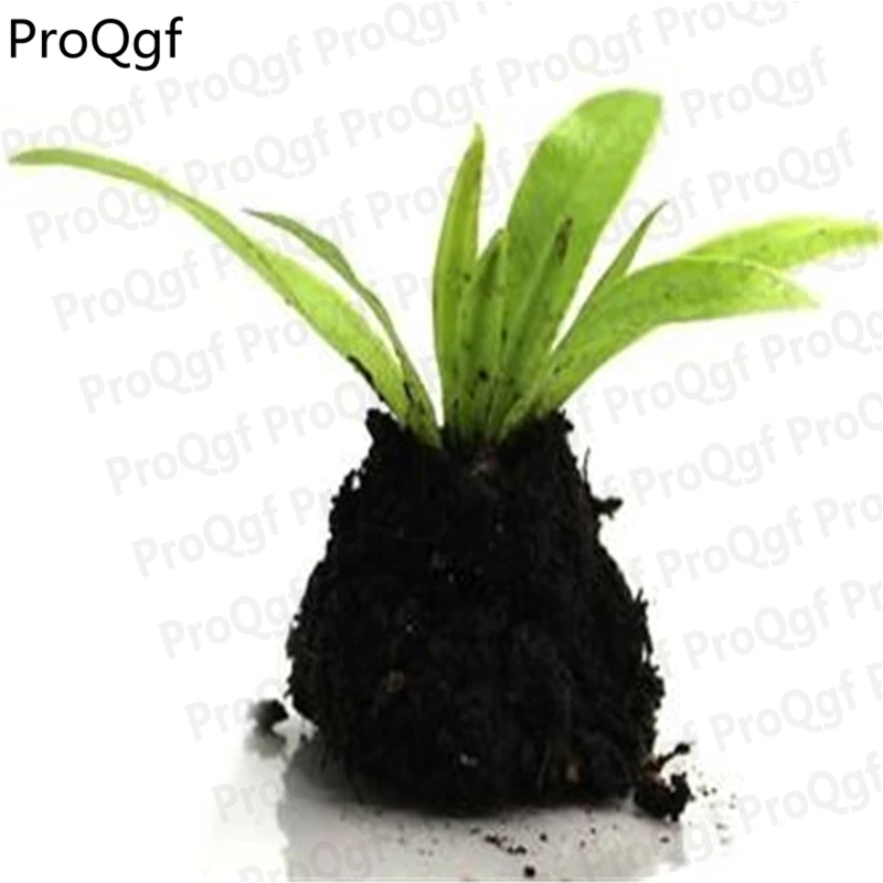 

5Pcs A Set Pteridium aquilinum