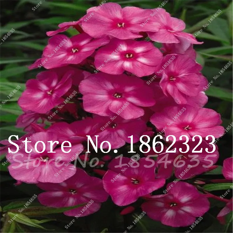 200 Pcs New Arrival! Heirloom Mountain Phlox Bonsai,Potted Bonsai Plant Flower Plant for Home Garden Decor Ground Cover Plant