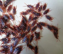 April Fool’s Day Toys Tricky whole person home cockroach simulation roach scary insects