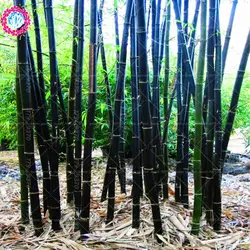 40 шт./пакет черный карликовый бамбук в горшке Редкие бамбуковые растения Bambusoideae бонсай дерево вечный домашний сад декоративные растения